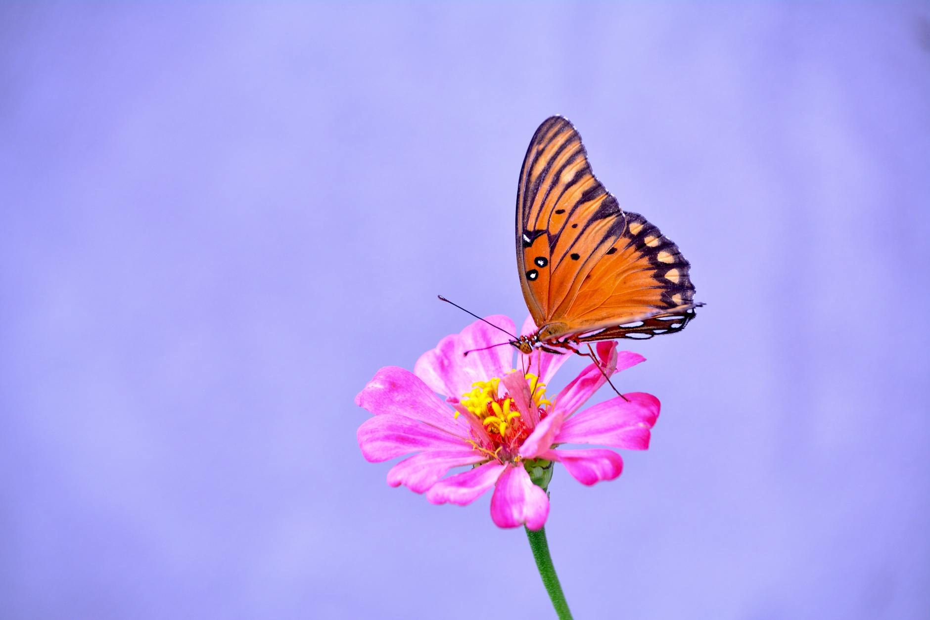 Economía dominicana ¡Gana más SDE! 10,000 negocios digi - El Farol al Día