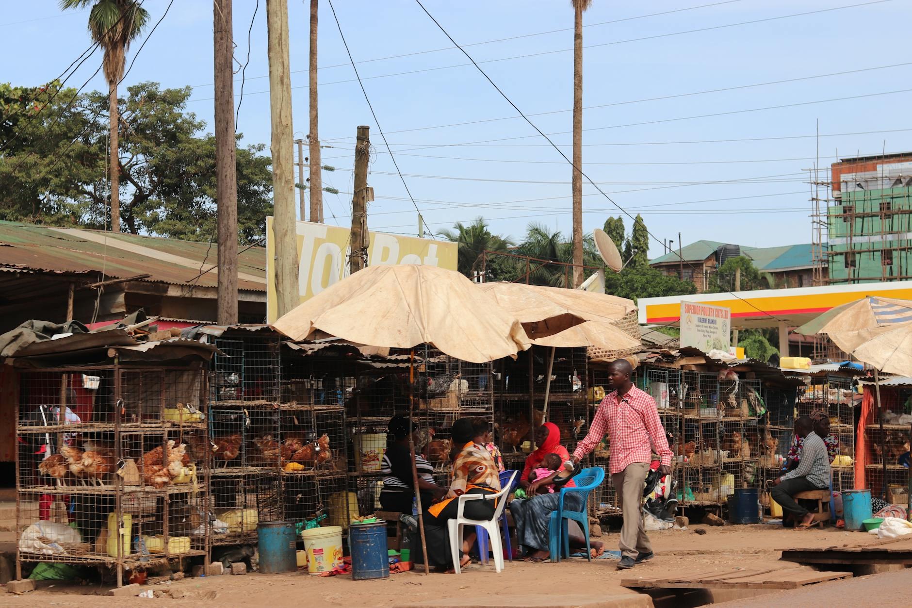 Economía dominicana Pollo Disparado: SDE en Alerta por  - El Farol al Día