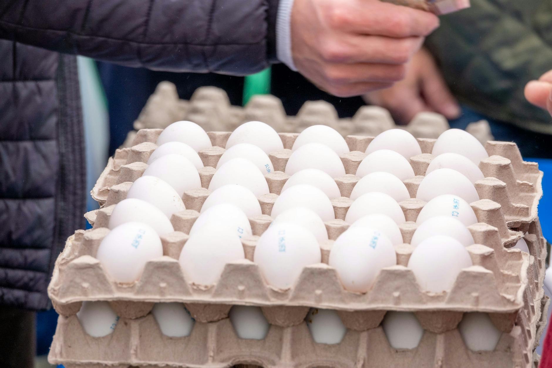 Economía dominicana Huevos Por Las Nubes en SDE: Bolsil - El Farol al Día