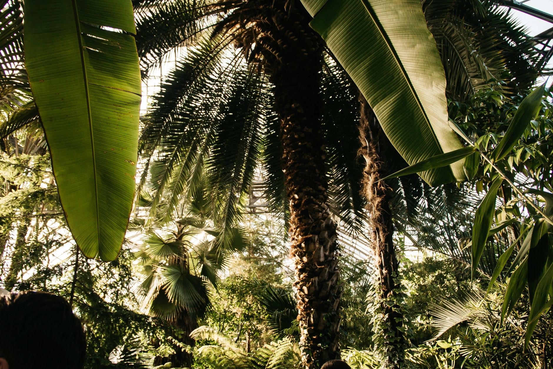 Noticias Descubren Plantas en Perú: ¿Y SDE qué Pr Santo Domingo Este - El Farol al Día