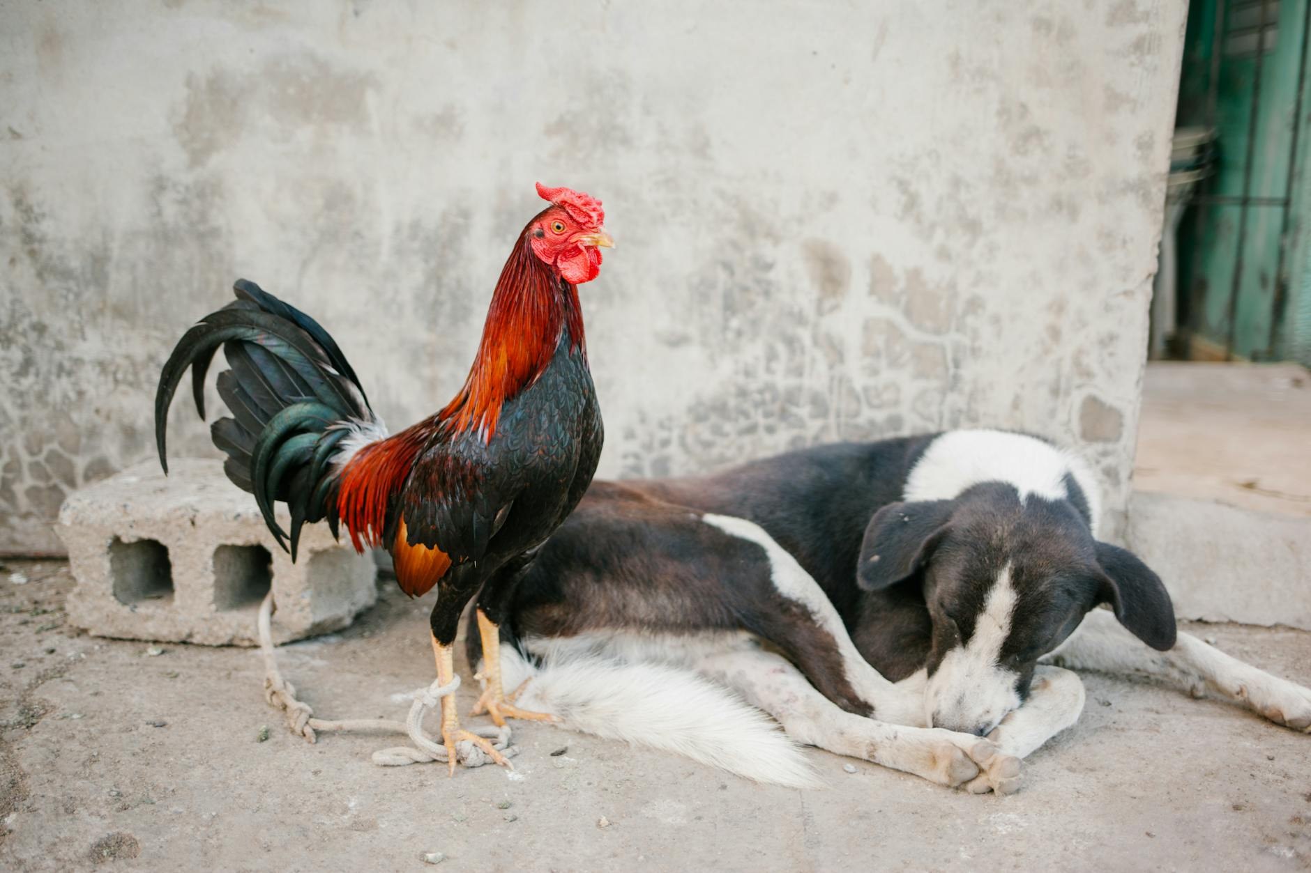 Economía dominicana Pollo Disparado RD$25 SDE; Los Mina - El Farol al Día