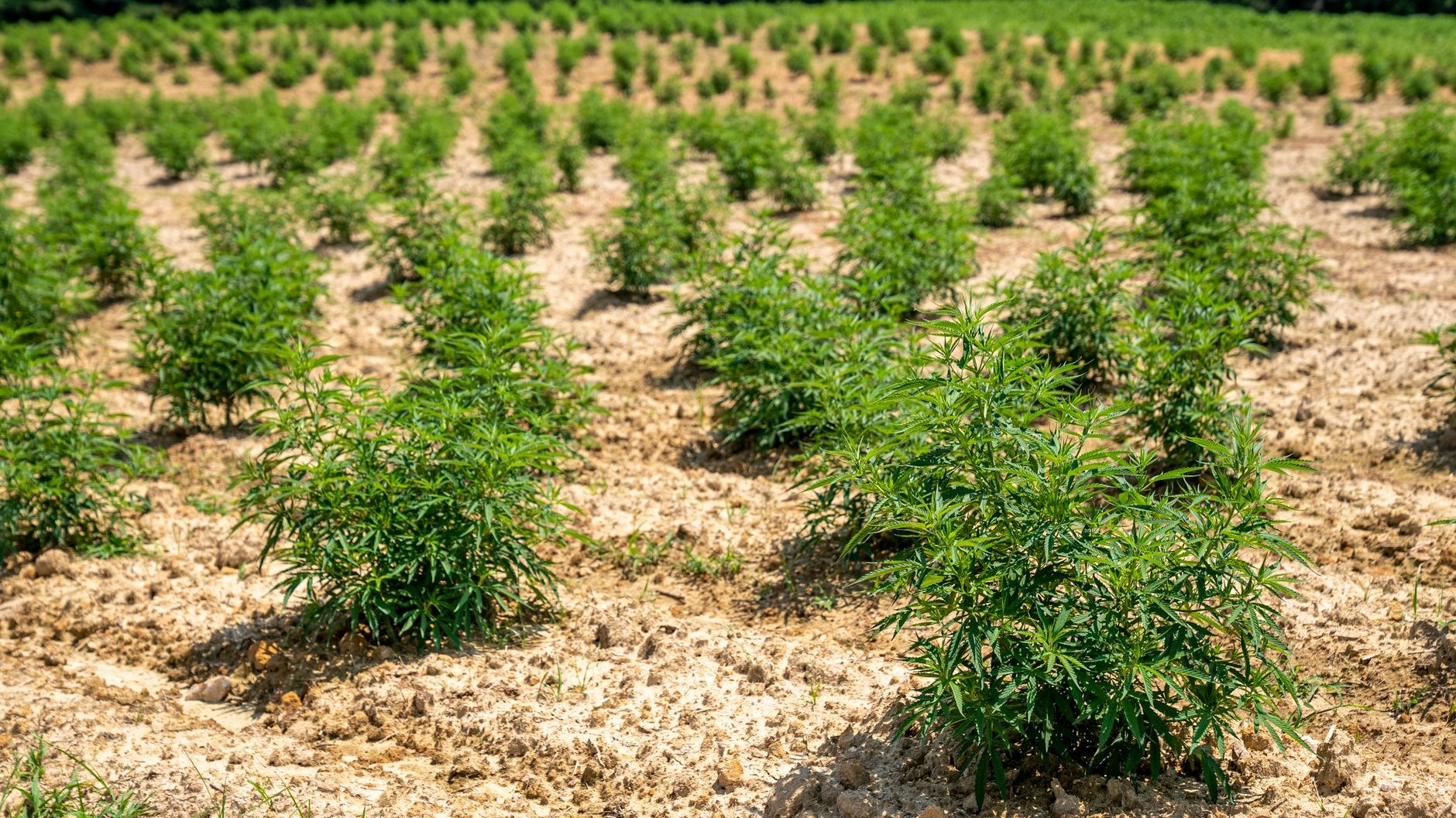 Noticias 3,000 Matas de Marihuana: ¿Justicia RD s Santo Domingo Este - El Farol al Día